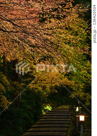 晩秋の白山比咩神社の紅葉 晩秋の白山比咩神社の紅葉 136420504