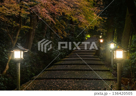 晩秋の白山比咩神社の紅葉 136420505