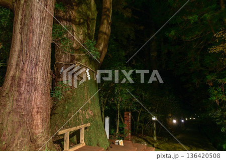晩秋の白山比咩神社の紅葉 晩秋の白山比咩神社の紅葉 136420508
