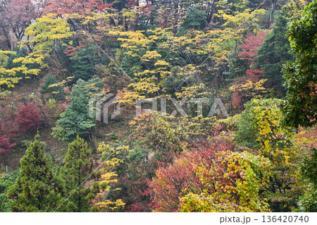 卯辰山の美しい紅葉 136420740