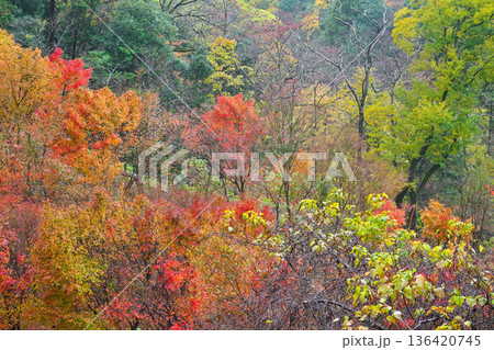 卯辰山の美しい紅葉 136420745
