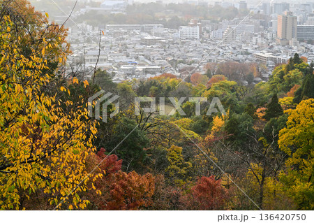 卯辰山の美しい紅葉 136420750