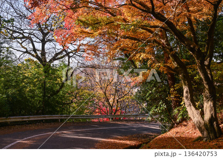 卯辰山の美しい紅葉 卯辰山の美しい紅葉 136420753