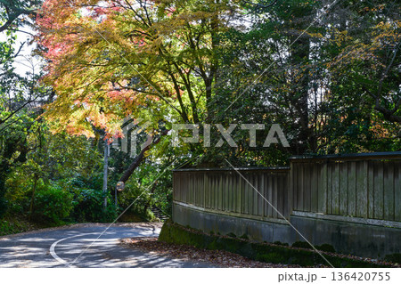 卯辰山の美しい紅葉 卯辰山の美しい紅葉 136420755