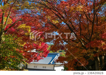 美しい紅葉が広がる金沢城公園 136420828