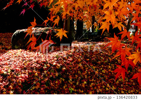 美しい紅葉が広がる金沢城公園 136420833