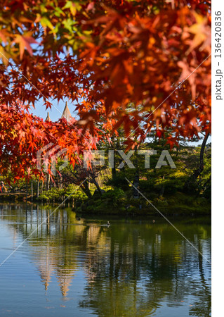 美しい紅葉が広がる金沢城公園 136420836