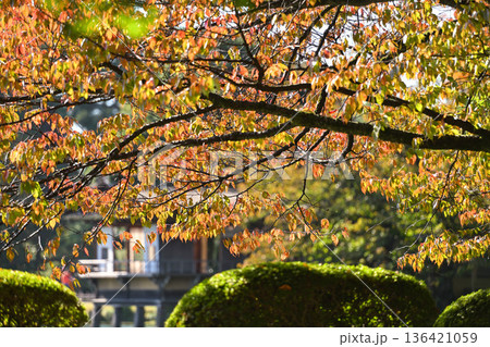 紅葉が美しい晩秋の兼六園 136421059