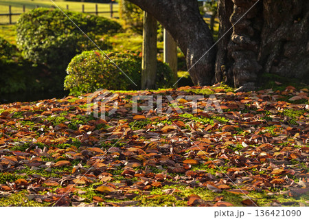 紅葉が美しい晩秋の兼六園 136421090