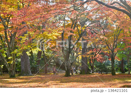 紅葉が美しい晩秋の兼六園 136421101