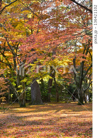 紅葉が美しい晩秋の兼六園 紅葉が美しい晩秋の兼六園 136421102