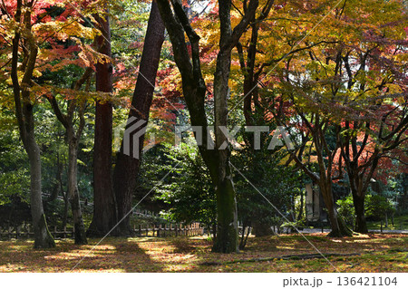 紅葉が美しい晩秋の兼六園 136421104