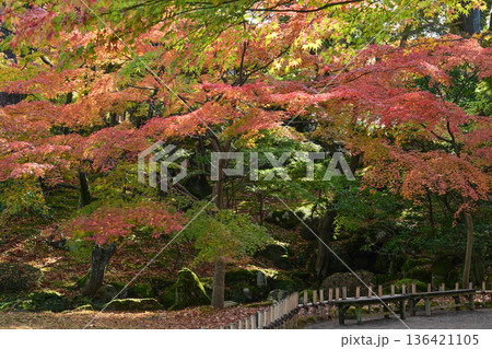 紅葉が美しい晩秋の兼六園 136421105
