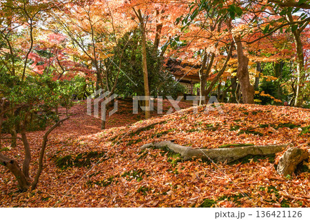 紅葉が美しい晩秋の兼六園 紅葉が美しい晩秋の兼六園 136421126