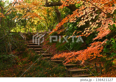 紅葉が美しい晩秋の兼六園 紅葉が美しい晩秋の兼六園 136421127