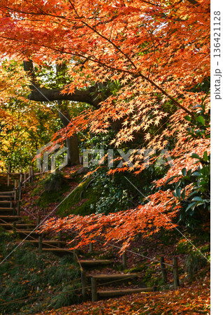 紅葉が美しい晩秋の兼六園 136421128