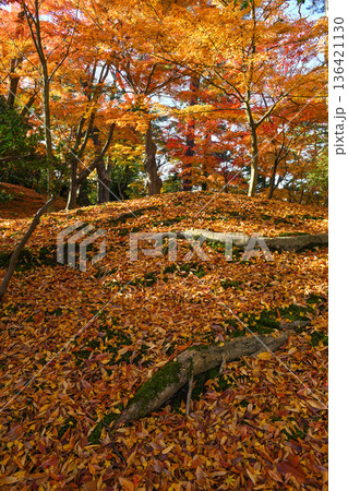 紅葉が美しい晩秋の兼六園 136421130