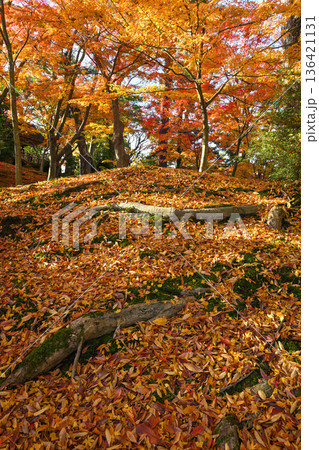 紅葉が美しい晩秋の兼六園 136421131