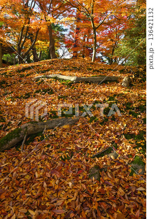 紅葉が美しい晩秋の兼六園 136421132