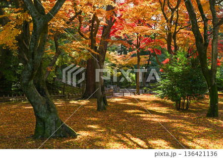 紅葉が美しい晩秋の兼六園 紅葉が美しい晩秋の兼六園 136421136