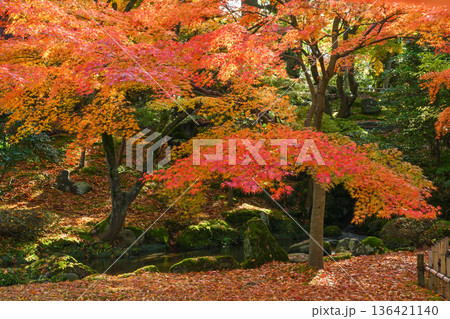 紅葉が美しい晩秋の兼六園 136421140
