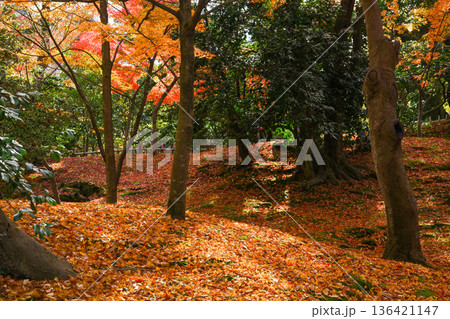紅葉が美しい晩秋の兼六園 136421147