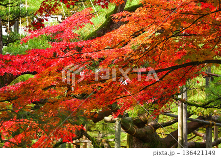 紅葉が美しい晩秋の兼六園 136421149