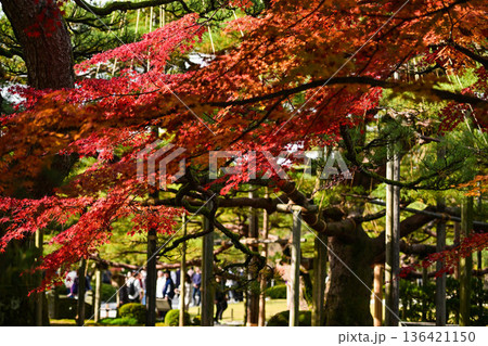 紅葉が美しい晩秋の兼六園 136421150