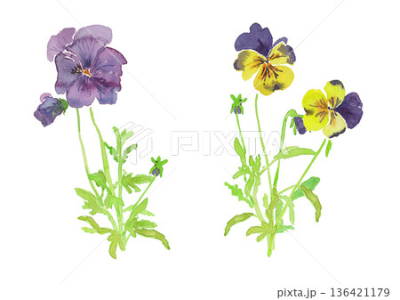 Viola × wittrockiana パンジーの水彩イラスト 136421179