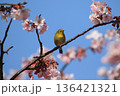 御立岬公園のかわずさくらにいるメジロ 136421321