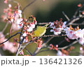 御立岬公園のかわずさくらにいるメジロ 136421326