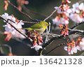 御立岬公園のかわずさくらにいるメジロ 136421328