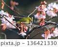 御立岬公園のかわずさくらにいるメジロ 136421330