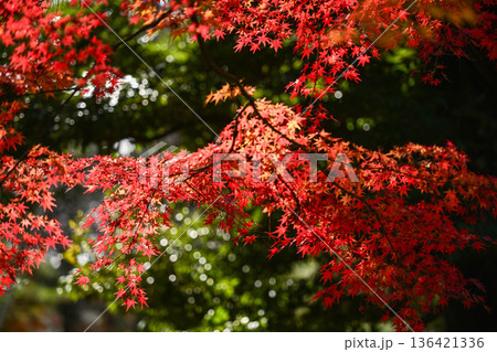 小雨降る紅葉が美しい晩秋の兼六園 小雨降る紅葉が美しい晩秋の兼六園 136421336