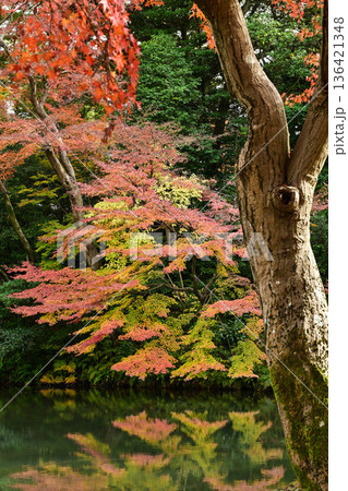 小雨降る紅葉が美しい晩秋の兼六園 136421348