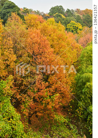 小雨降る紅葉が美しい晩秋の兼六園 小雨降る紅葉が美しい晩秋の兼六園 136421357