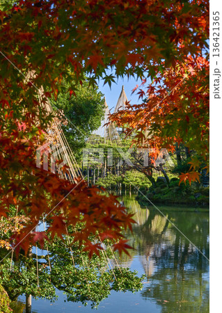 小雨降る紅葉が美しい晩秋の兼六園 136421365