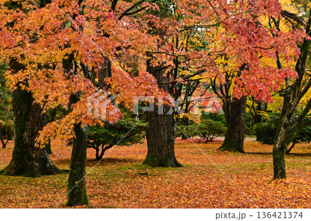 小雨降る紅葉が美しい晩秋の兼六園 小雨降る紅葉が美しい晩秋の兼六園 136421374