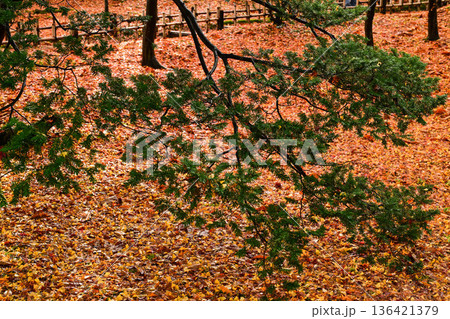 小雨降る紅葉が美しい晩秋の兼六園 小雨降る紅葉が美しい晩秋の兼六園 136421379