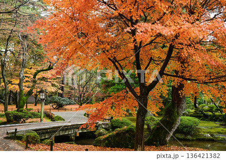小雨降る紅葉が美しい晩秋の兼六園 小雨降る紅葉が美しい晩秋の兼六園 136421382