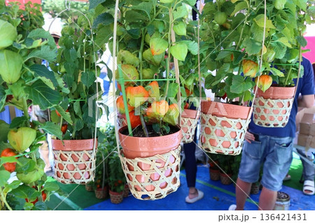 浅草ほおずき市 136421431