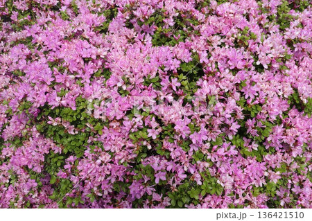 九州熊本県阿蘇山の花 九州熊本県阿蘇山の花 136421510