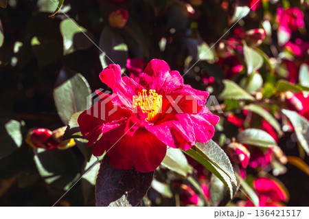 赤い椿の花 136421517