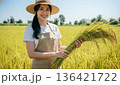 黄金色の秋の田んぼで笑顔で稲刈りをする日本人女性 136421722