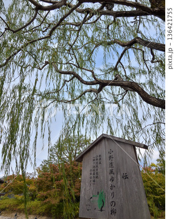 東寺　小野道風ゆかりの柳 136421755