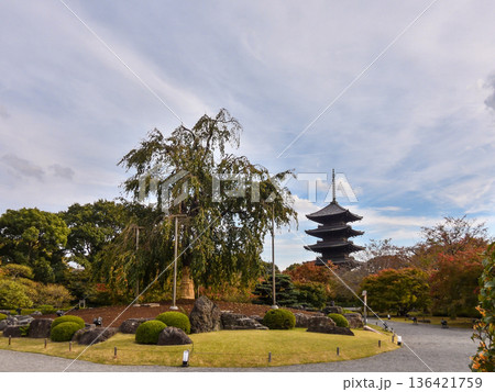 東寺、新緑の不二桜と五重塔 136421759