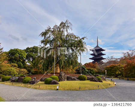 東寺、新緑の不二桜と五重塔 東寺、新緑の不二桜と五重塔 136421760