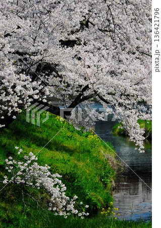 いしかわ桜谷 北須川のさくら いしかわ桜谷 北須川のさくら 136421796