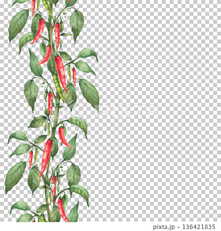 Hot Chili pepper plant seamless frame. Watercolor painted red, green pepper pods, flowers and leaves. Hot spicy vegetables vertical border for food label, gardening template Isolated from background Hot Chili pepper plant seamless frame. Watercolor painted red, green pepper pods, flowers and leaves. Hot spicy vegetables vertical border for food label, gardening template Isolated from background 136421835