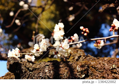 2月になって青空をバックに花開いた福蔵院の白梅(3) 2月になって青空をバックに花開いた福蔵院の白梅(3) 136422002
